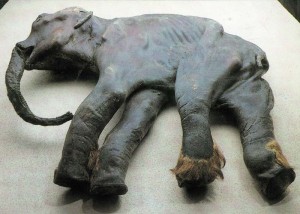 Российскими учеными запущен мировой портал о мамонтах