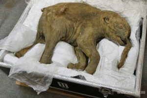 Российскими учеными запущен мировой портал о мамонтах