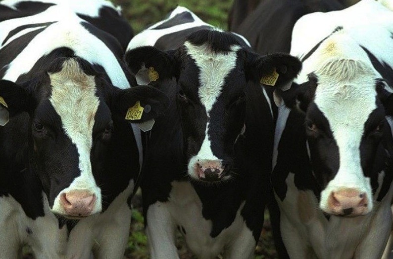 В Крыму больше не будет украинского рогатого скота