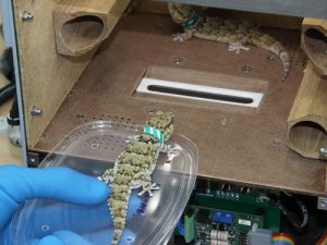 Ящерицы-гекконы полет не пережили, предположительно из-за проблем с пищеварением.