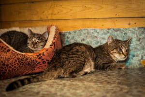 Кошки, перемещенные из квартиры в приют nhhDDgbCsJ0