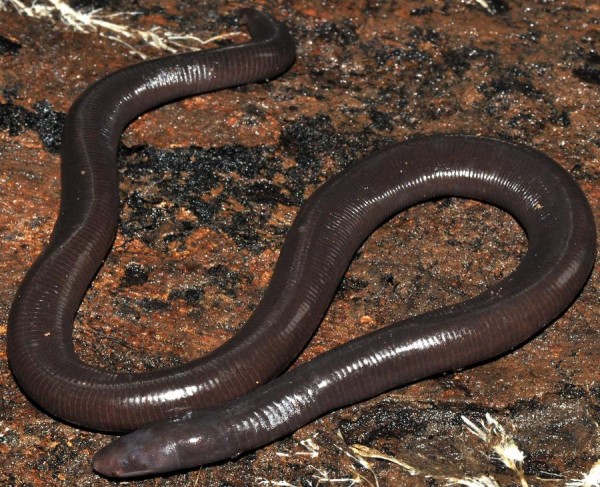 Ichthyophis