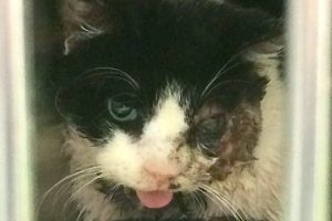 Кот, сбитый машиной и захороненный, вернулся к хозяину