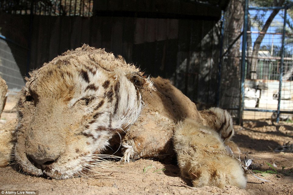 Израильтяне заморили голодом животных из палестинского зоопарка