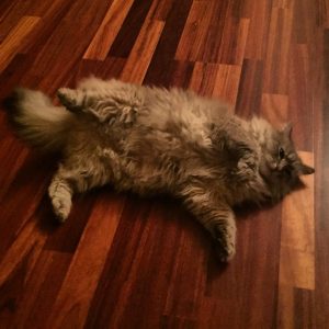 11190118_938657016179542_2054825073_n