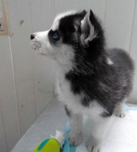 Фото со страницы "ВКонтакте" Карена Даллакяна