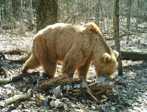 медведь1