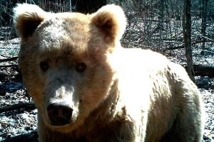 медведь3