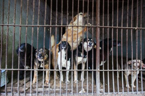 18001803540_47cb102105_b