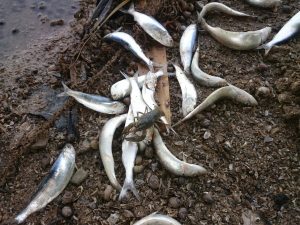 Количество мертвых особей составляет, по оценкам специалистов, 100 штук на квадратный метр, размер особей — 10-15 сантиметров в длину.