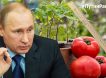 Челябинские садоводы решили померяться «Путиным» с помощью линейки: чей больше