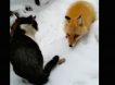Жадина-говядина: лиса воюет с котом за еду