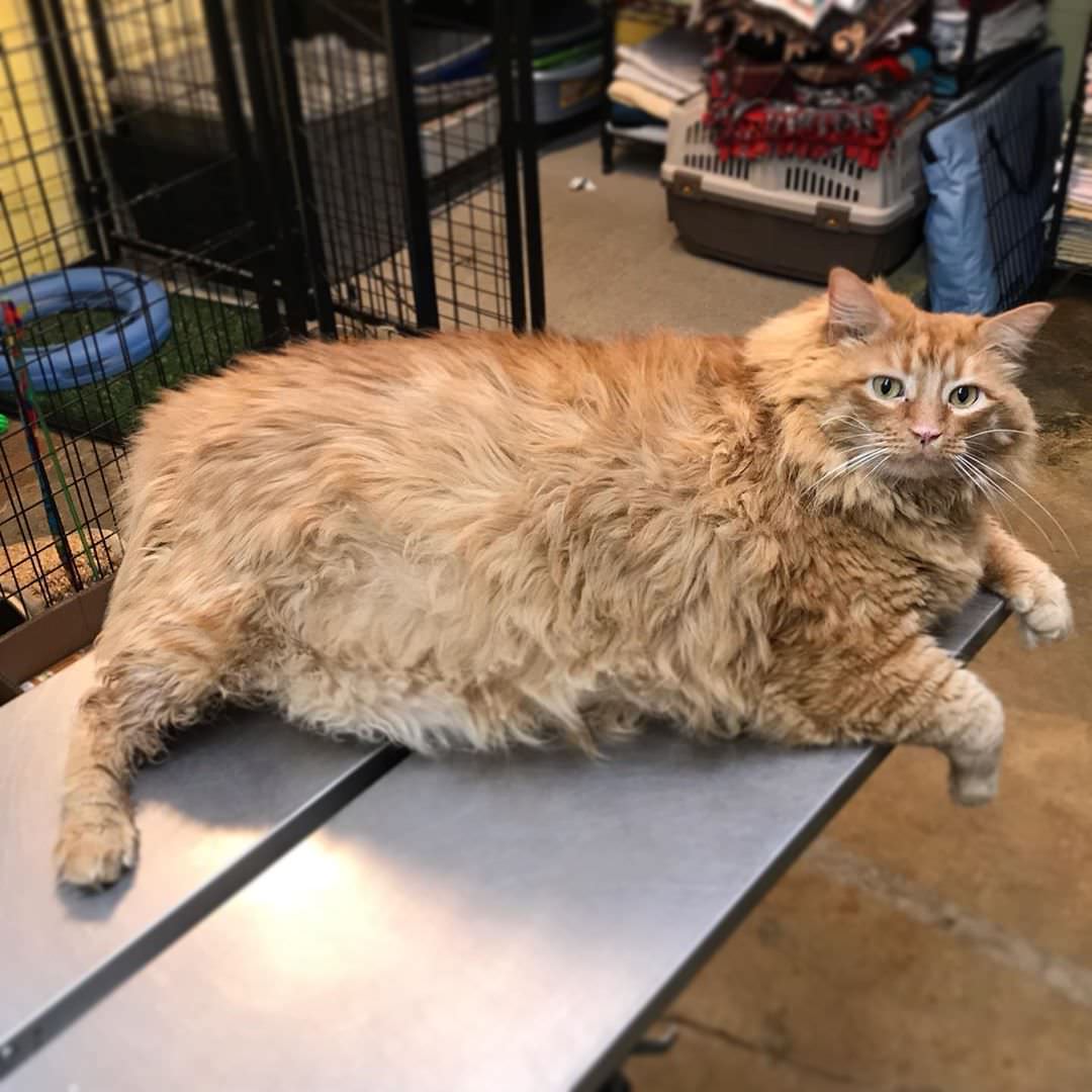Великолепному коту Базуке предстоит похудеть на 10 кг