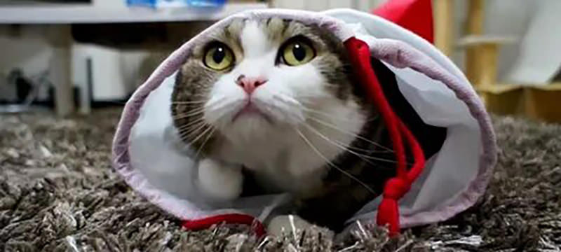 Китайский "коронавирусный" кот стал героем фотожаб