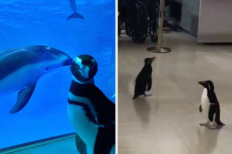 Пингвины устроили "ночь в зоопарке" и влюбили в себя соцсети