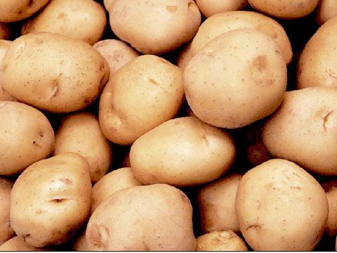 Россельхознадзор обнаружил нелегально ввезенный картофель из ЕС 