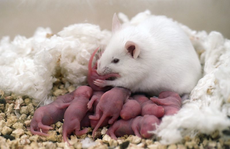 Распутные самки мышей дают сексуально-привлекательное потомство 