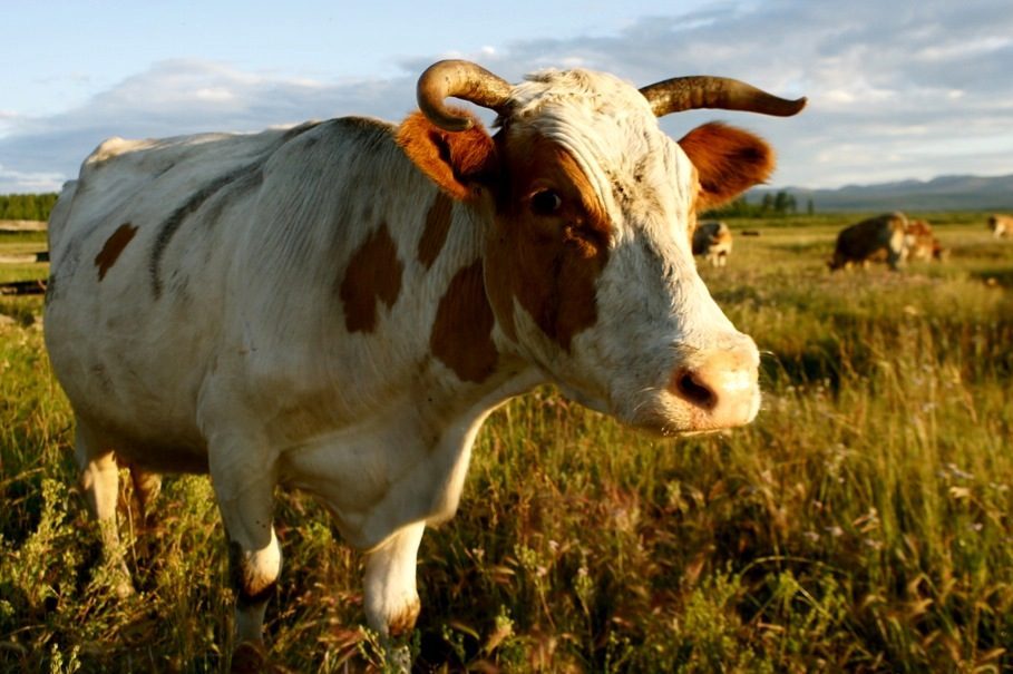 Россиянам предсказали массовый переезд в деревни 