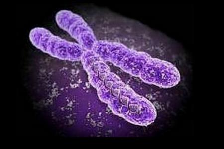 Генетики смогли создать искусственную хромосому 