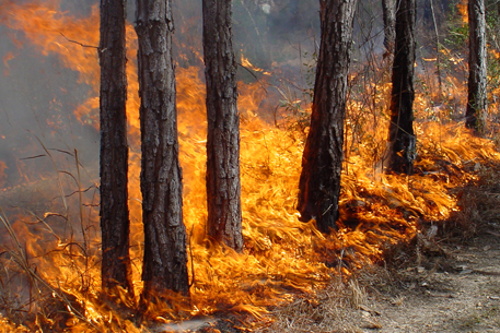 Сезон лесных пожаров стартовал в Красноярском крае 
