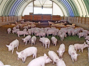 Выращивать свиней под музыку Чайковского и Моцарта решили в Красноярском крае 