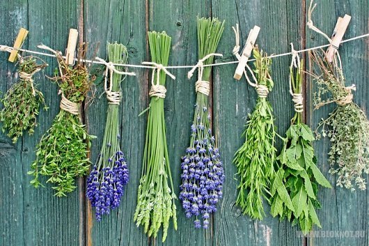 12 растений и трав, которые могут улучшить здоровье легких, лечить инфекции дыхательных путей и даже восстановить поврежденные легкие. 