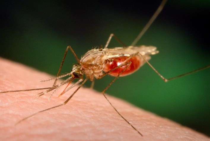 В июне в России ожидается массовое нашествие комаров 
