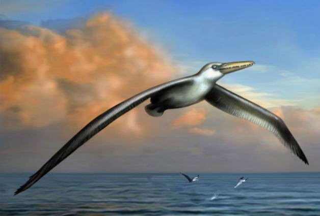Ученые нашли останки огромной летающей птицы 