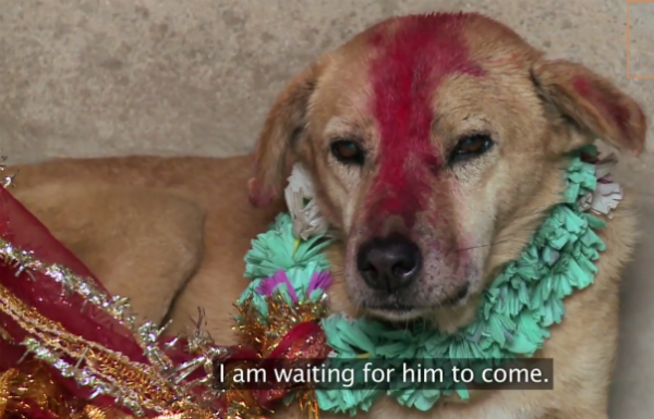 В индийской деревне девушку выдали за бродячего пса 