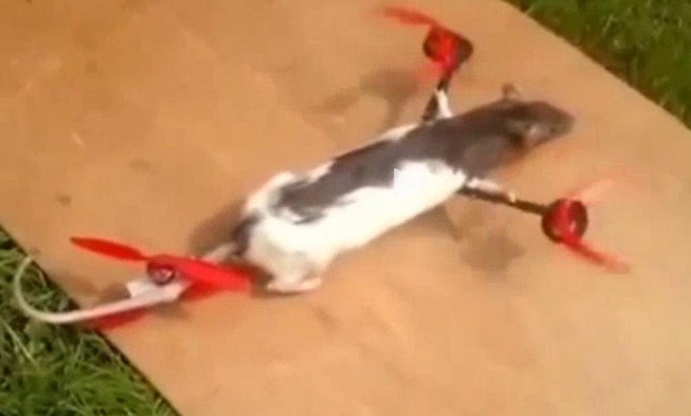 Школьник в нидерландах сделал вертолет из чучела крысы 