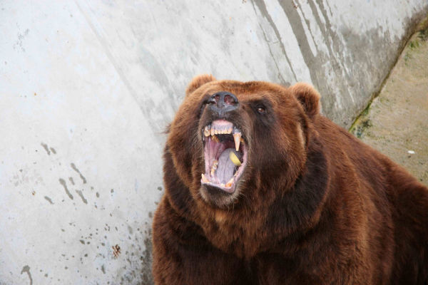 В Томской области медведь разорвал мужчину на глазах у жены 