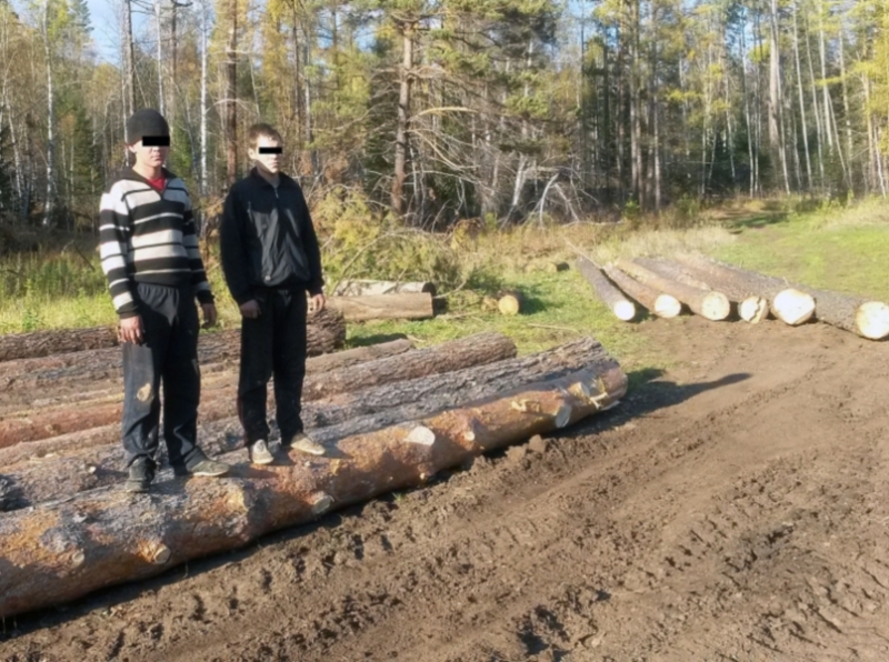 В Иркутской области задержали двух мужчин, подозреваемых в незаконной вырубке леса 