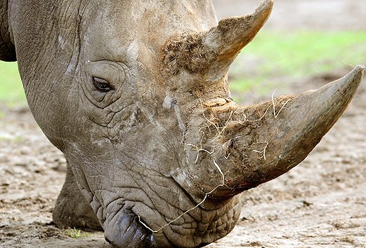 В Кении умер последний в мире белый носорог 
