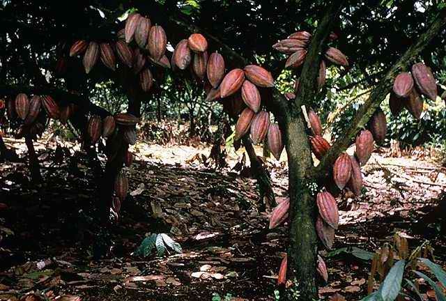 Какао бобы фото на дереве