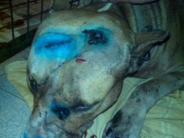 В Ростове живодеры нанесли бойцовскому псу ранения топором