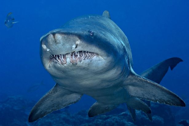 Рыбаки нашли в брюхе акулы останки человека 