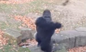Новый хит YouTube: рассерженная горилла против ирландцев