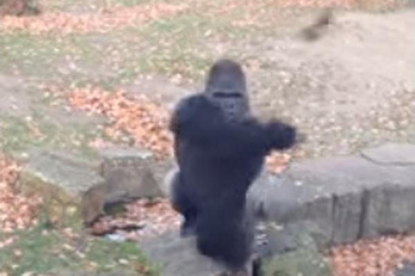 Новый хит YouTube: рассерженная горилла против ирландцев 