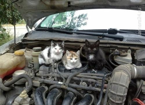 АвтоВАЗ не станет изменять конструкцию «Лады Калины» ради кошек 