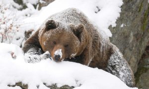Машинисты, сбившие медведя в Норильске, не могли избежать столкновения