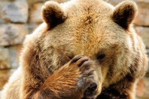 Машинисты объяснили, зачем сбили медведя в Норильске 