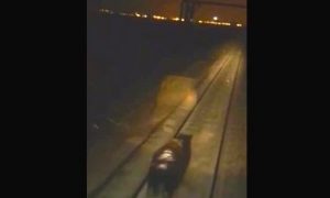 Медведь, на которого наехал поезд в Норильске, жив