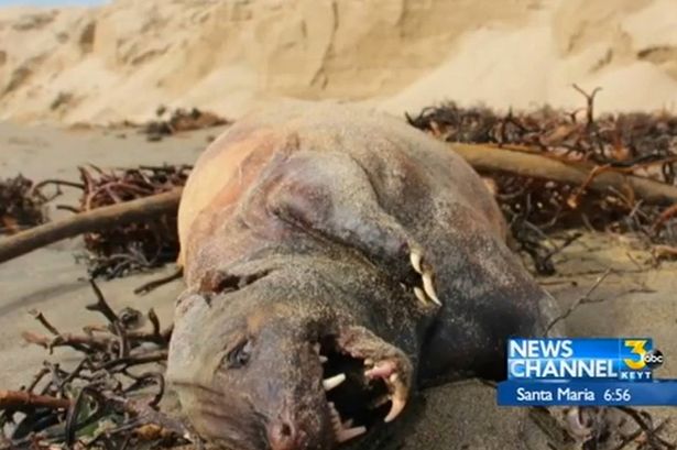 В Калифорнии на пляже обнаружили загадочного монстра 