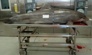 Американский подросток убил дельфина стрелой из лука