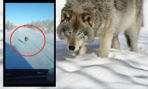 Жители Якутии сняли на видео, как задавили волка