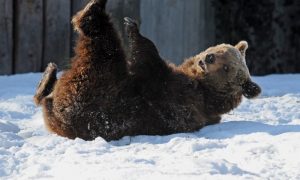 Сибиряки заступились за машинистов, сбивших медведя