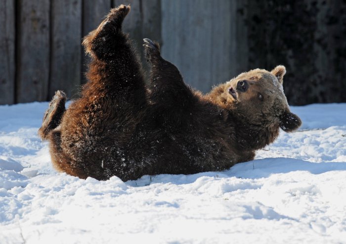 Сибиряки заступились за машинистов, сбивших медведя 