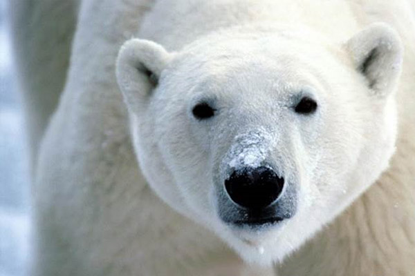 За убийство белого медведя будут судить жителя Воркуты 