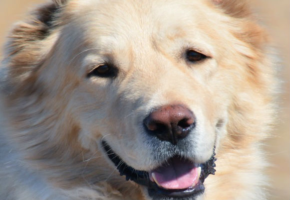Догхантеры застрелили собаку-победителя конкурса «Самый лучший пес» 