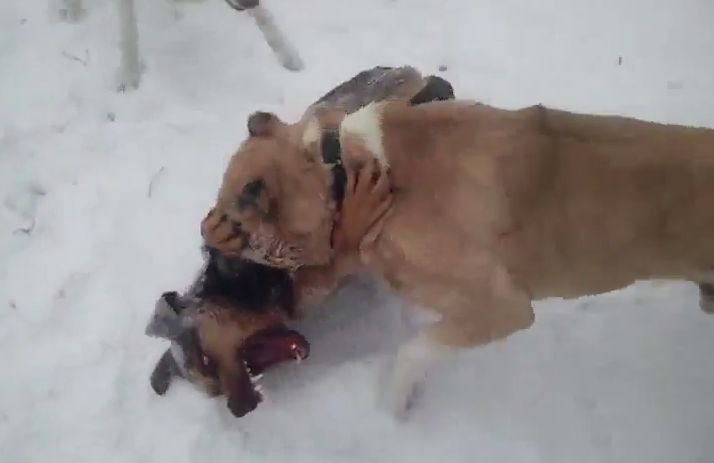 Шокирующее видео травли бездомной собаки попало в Интернет 